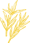 Shape Image
